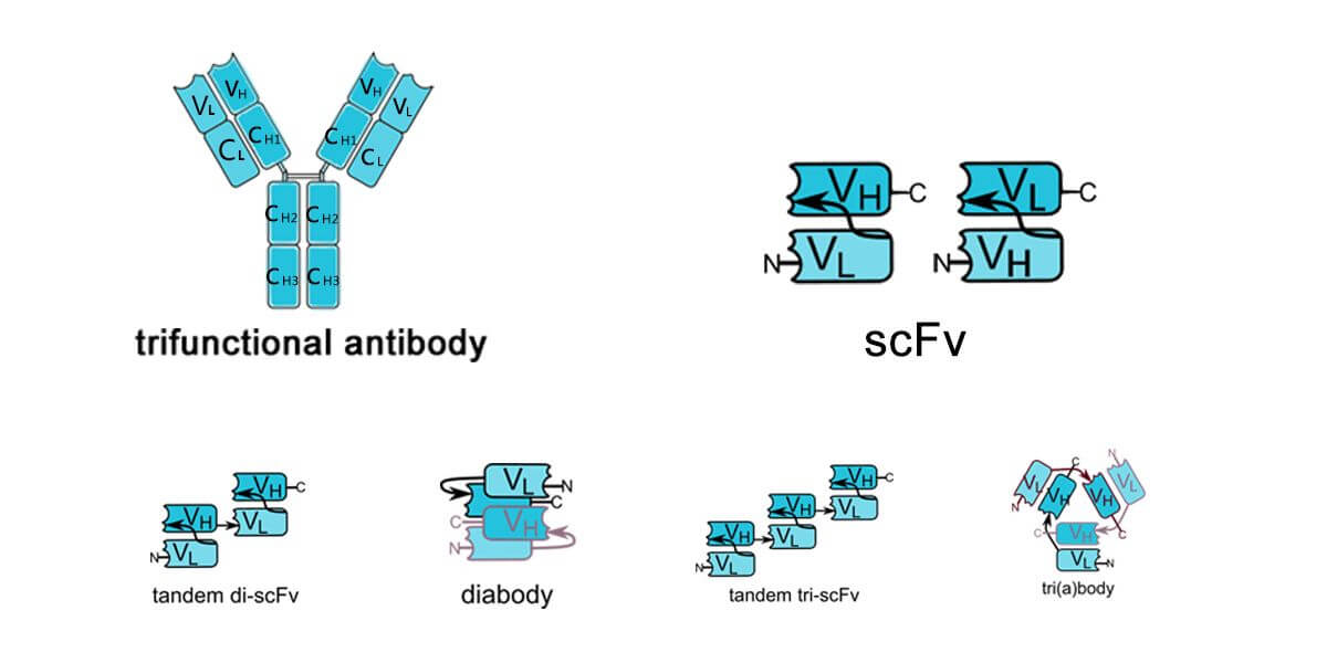 scFv结构图